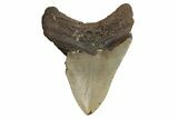 Bargain, Fossil Megalodon Tooth - North Carolina #190830-2